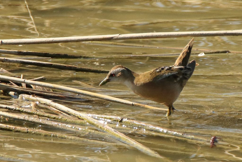 Schiribilla (Porzana parva)